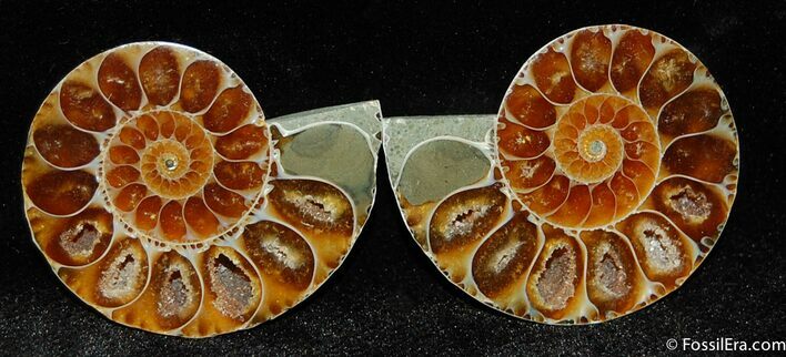 Small Desmoceras Ammonite Pair #397